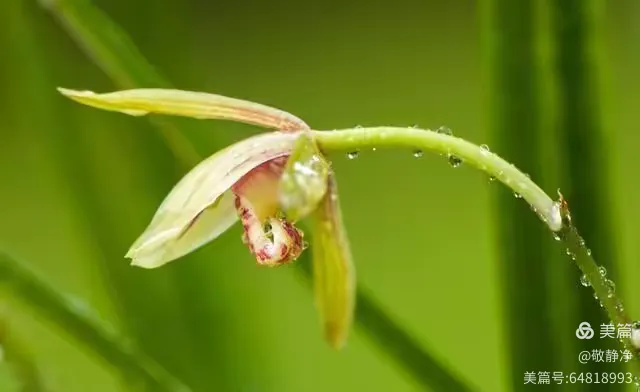 翻唱一首经典老歌《兰花草》